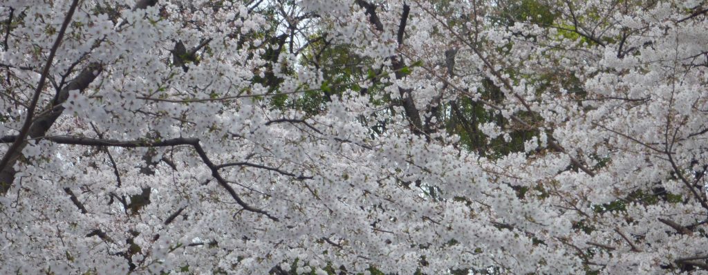 P1010857ソメイヨシノ満開